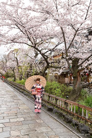 Cherry Blossom Viewing Spots in Kyoto- 6 Places to See Sakura in Kyoto