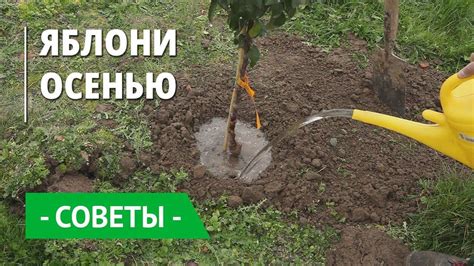 Лучшее весеннее удобрение для сада и огорода