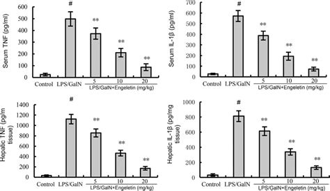 Effects Of Engeletin On Serum And Hepatic Tnf A And Il B Levels In