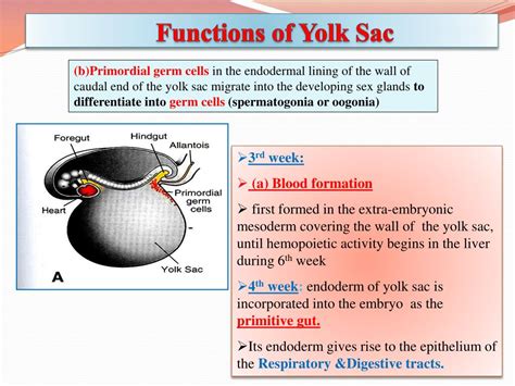 Yolk Sac