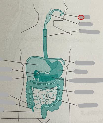 Der menschliche Körper Verdauungstrakt Abbildungen Karteikarten