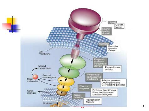 PPT - cellular signal transduction pathway PowerPoint Presentation ...