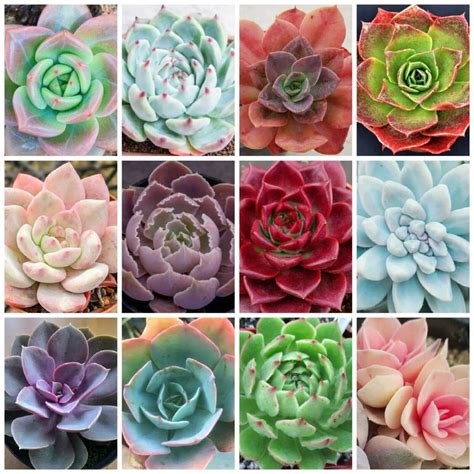 Echeveria mix - 10 seeds – Rare Plant World