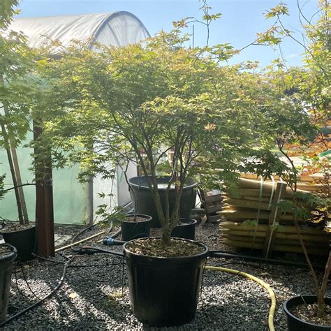 Buy Acer Palmatum Peaches And Cream Architectural Plants