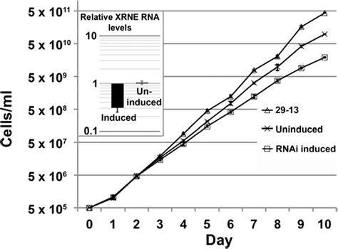 XRNE Depletion Results In A Modest Growth Phenotype In T Brucei T