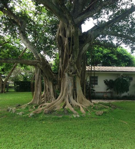 Ficus Aurea (Strangler fig) | Treeworld Wholesale