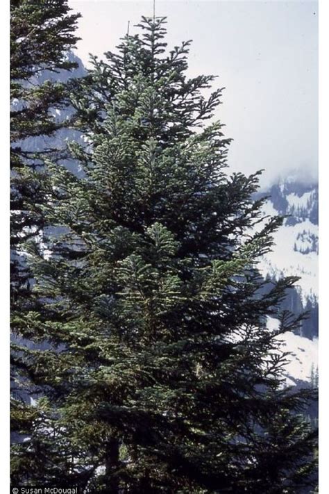 Pacific Silver Fir Creationwiki The Encyclopedia Of Creation Science