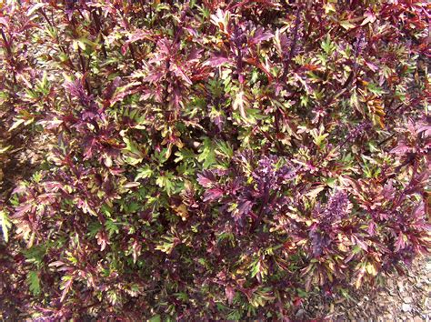 Online Plant Guide Solenostemon Scutellarioides Merlin S Magic