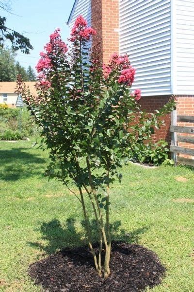 How To Propagate Crepe Myrtle Trees Myrtle Tree Small Trees For Garden Patio Plants