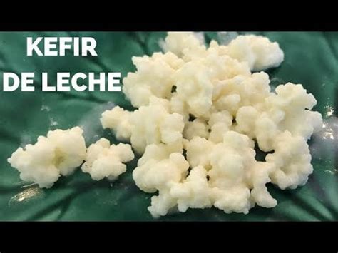 Cultivar Kefir De Leite