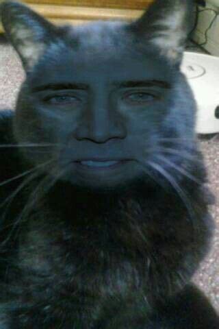 Nicolas Cage cat face swap | Nickolas cage, Nicolas cage, Weird animals