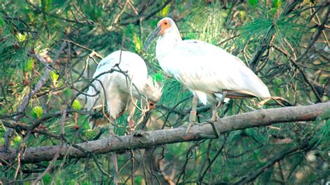 Rare animals in China: Crested ibis - CGTN