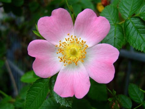 Fiori Di Bach Wild Rose Dott Mauro Piccini