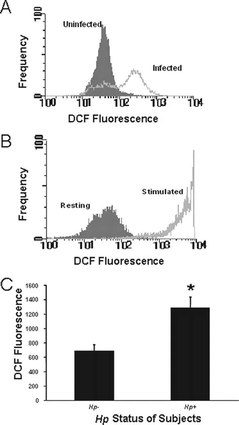 Helicobacter Pylori Infection Induces Oxidative Stress And Programmed