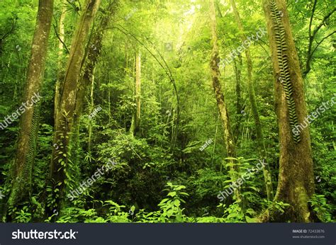 Tropical Rainforest Landscape Malaysia Asia Stock Photo 72433876