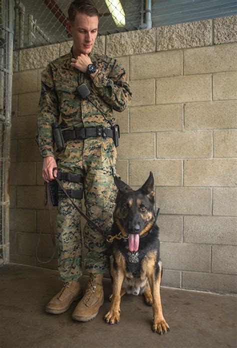 Getting to know the dog behind the handler > United States Marine Corps ...