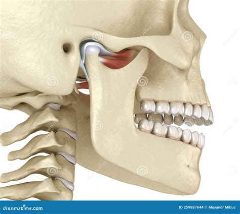 Tmj The Temporomandibular Joints Healthy Occlusion Anatomy Stock