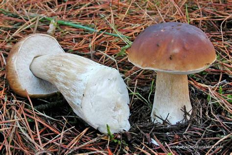 Boletus Edulis Seta Calabaza Vive La Naturaleza