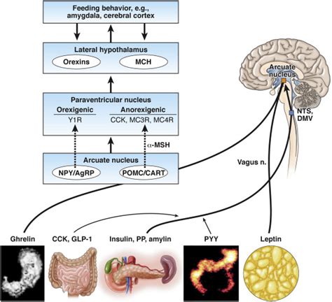 Peripheral Mechanisms In Appetite Regulation Gastroenterology