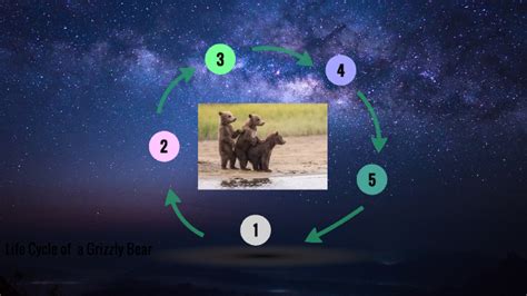 Bethand Chloe Grizzly bear life cycle by Stephanie Harding on Prezi