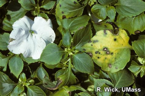 Impatiens – Leaf spot (Pseudomonas syringae) | Center for Agriculture, Food, and the Environment