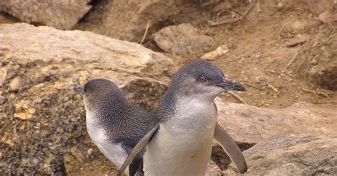 The Pertinent Penguin Penguin Houses Installed To Help Improve Numbers