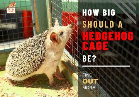 How Big Should A Hedgehog Cage Be? Everything You Need To Know