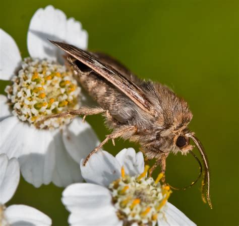 Antler Moth Cerapteryx Graminis Trond Einar Brobakk Flickr