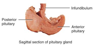 Hypothalamus And Pituitary Gland Flashcards Quizlet