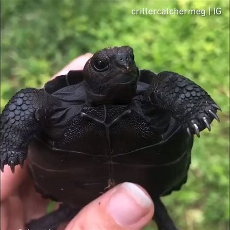 Is This The First Time You See A Black Turtle Video Baby Turtles