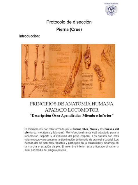 Pdf Protocolo De Disecci N Crus Dokumen Tips