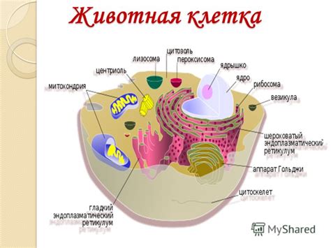 Презентация на тему: "Основы биологии клетки «Клетка – это своего рода ...