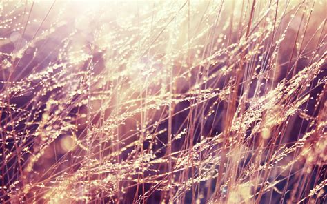 Wallpaper Sunlight Forest Nature Reflection Plants Winter Field