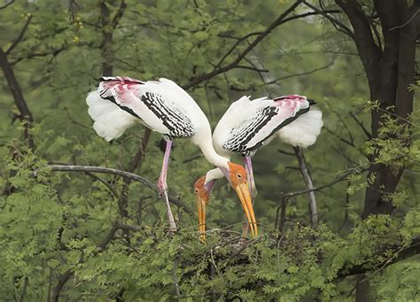 nesting-of-birds-part-iii-incubation-hatching-of-eggs-and-types-of ...