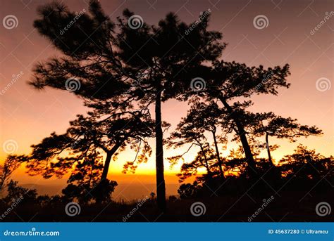 Silhouette of Pine Tree during Sunset Stock Photo - Image of sunrise ...