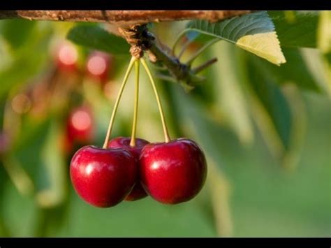 Cherry Fruit Tree For Sale Near Me | Fruit Trees