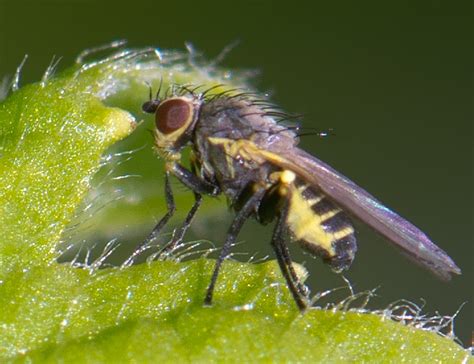 Diptera Info Discussion Forum Agromyzidae Phytomyza Sp