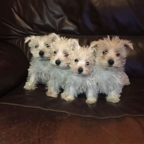 west highland terrier puppies | in Finchley, London | Gumtree