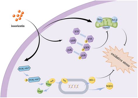 Isoorientin Ameliorates H O Induced Apoptosis And Oxidative Stress In