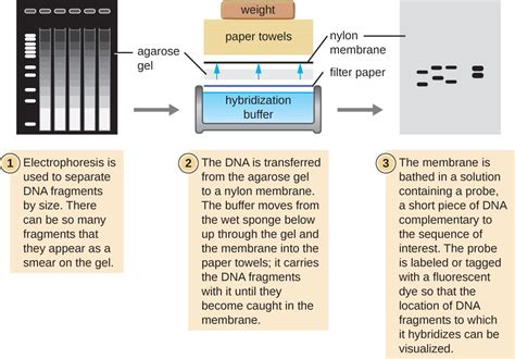 Visualizing And Characterizing DNA RNA And Protein Microbiology