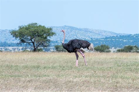 Ebird Checklist Jun Serengeti Np Grumeti Serengeti Tented