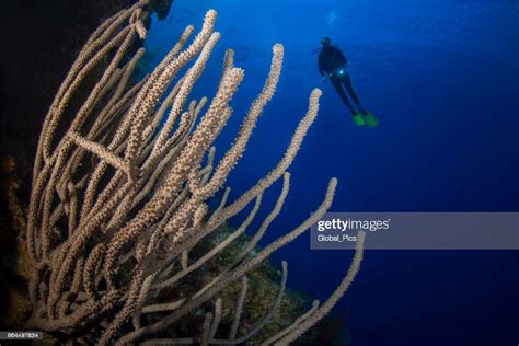 Gorgonian Soft Coral And Female Diver High Res Stock Photo Getty Images