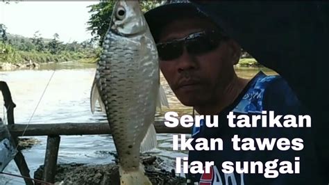 Mancing Ikan Tawes Di Sungai Besar Youtube