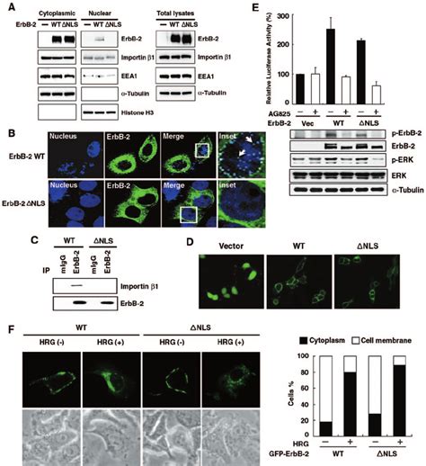 Erbb Mutant With Deletion Of Nuclear Localization Signal Is Deficient