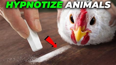 These Things Can Hypnotize Animals Immediately - YouTube