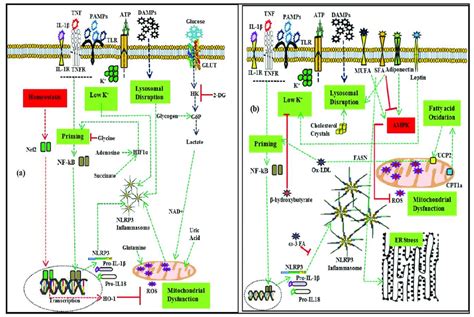 Metabolic Regulation Of Nlrp3 Inflammasome Activation A Regulation