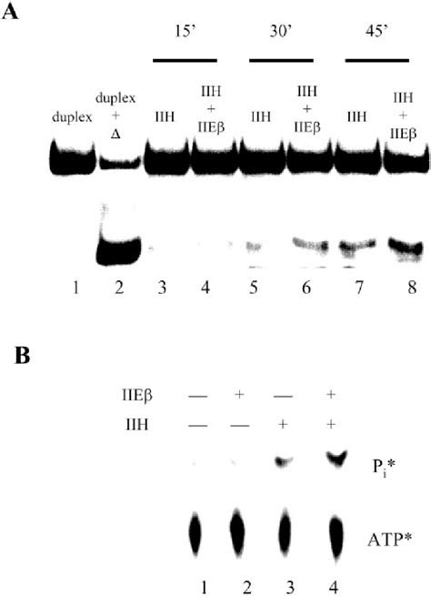 Tfiieb Stimulates Tfiih Helicase And Atpase Activity A Helicase