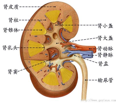 肾的剖面结构 解剖生理学网络课程