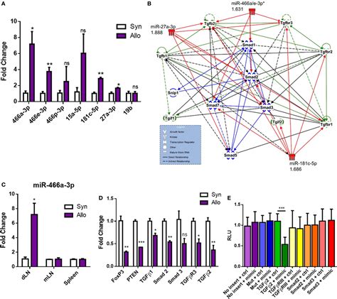 Frontiers Mir A Targeting Of Tgf Contributes To Foxp