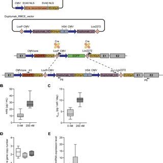 Dihydrofolate Reductase Methotrexate DHFR MTX Amplification Of EGFP